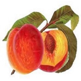 Lenier's Alberta Peach English Style No String Or Tags Tea Bags 18 Count Tins