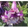 Buy Rare Seeds Datura metel Triple Purple | 20_Seeds