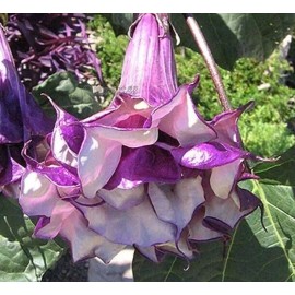Buy Rare Seeds Datura metel Triple Purple | 20_Seeds