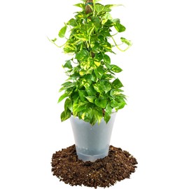 GARDENERA Air-Purifying Plant Potting Mix - 1 Quart - Potting Soil for Pothos, Parlor Palm, and Peace Lily - Made with Natural and Organic Ingredients