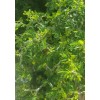 Tree FRESH TEXAS EBONY TREE SEEDS - 20 SEEDS (026)