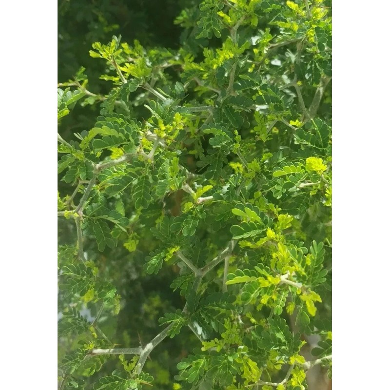 Tree FRESH TEXAS EBONY TREE SEEDS - 20 SEEDS (026)
