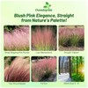 Outsidepride Pink Muhly Ornamental Grass Seeds - 100 Pcs, Perennial,