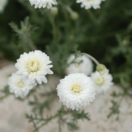 Aromatics International Chamomile Roman Essential Oil 15ml