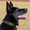 Plutus Pet Tactical Dog Collar, Reflective, Adjustable Heavy Duty Dog