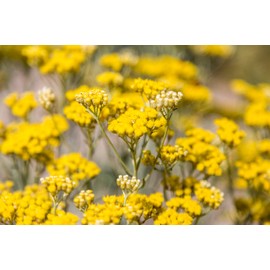 kodyina CODINA feisyaruarugansaヴxon 150ml