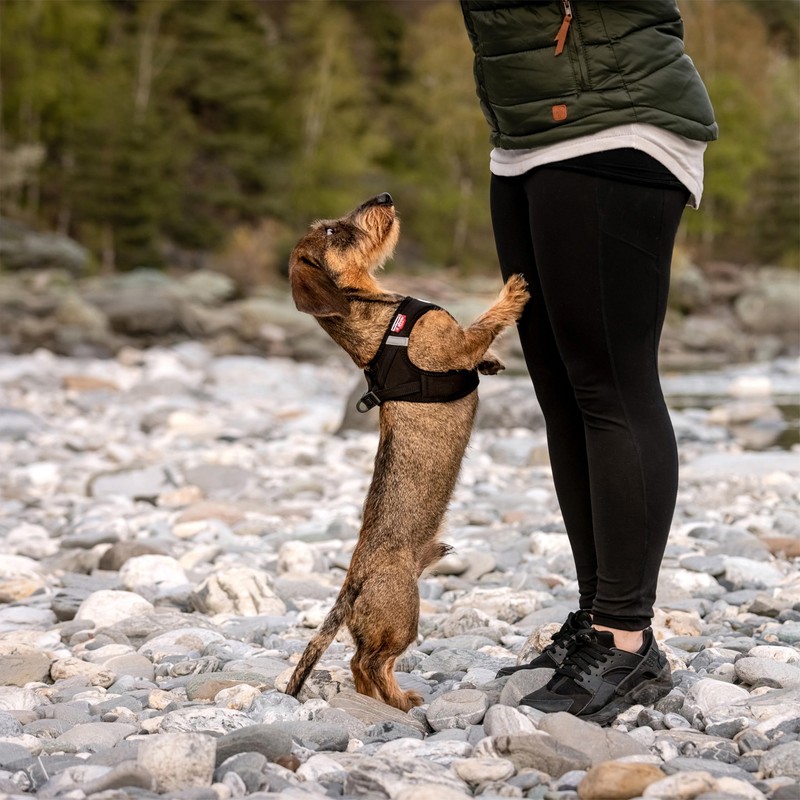 Vest Harness Curli Clasp Softshell Black XS