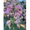 mimosa Dried Silk Mimosa Tree Pink Flowers Leafs Tea Tincture
