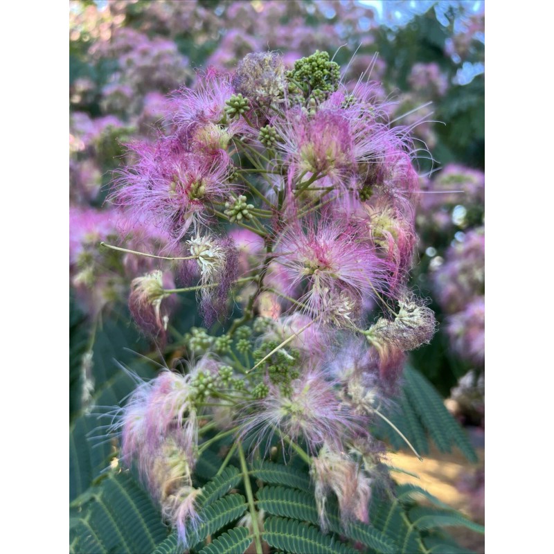 mimosa Dried Silk Mimosa Tree Pink Flowers Leafs Tea Tincture