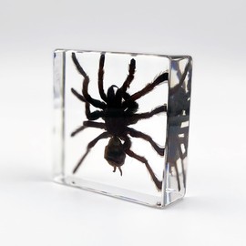 Real Spider Insect Specimens in Resin Paperweight Crafts, Animal Taxidermy Collection for Science Education & Desk Ornament (Tarantula Bird Spider)