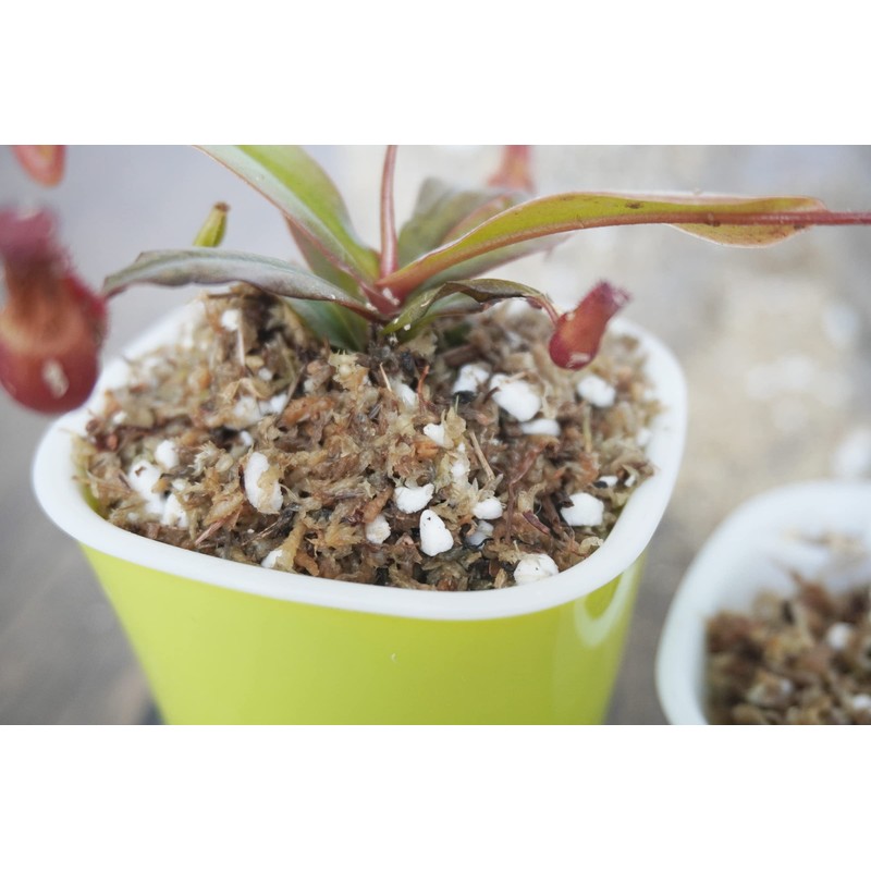 Yilotuce 3 Qts Carnivorous Plant Soil Mix, Great Potting Soil