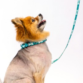 Country Brook Petz - Oh My Dog Martingale Dog Collar and Leash - Dog's Life Collection Featuring Playful Designs (1 Inch, Large)