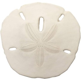 Small Sand Dollars 1"-1.5" Set of 50 - Wedding Seashell Craft - Hand Picked and Professionally Boxed