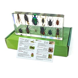 Real Bug REALBUG 12 Bugs Collection Desk Decoration Small