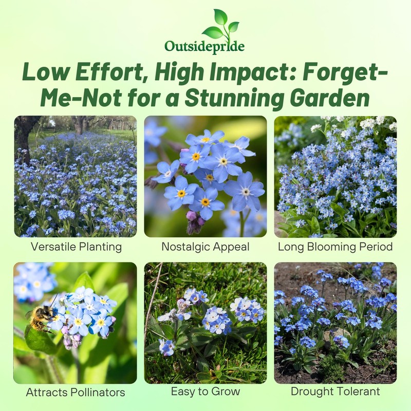 Outsidepride Blue Forget Me Not Seeds - 10000 Pcs Low