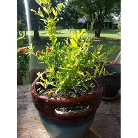 Bonsaiboy Flowering Dwarf Pomegranate - Small Punica Granatum Nana