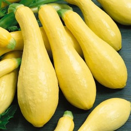 Womack Farm Early Prolific Straight Neck Squash, 25 Seeds. Non-GMO~Heirlo
