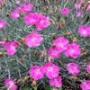 Outsidepride Dianthus Cheddar Pink - 2000 Seeds
