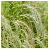 Everwilde Farms - 1 Oz Canada Wild Rye Native Grass