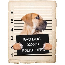 Boerboel Dog Mugshot Bad Dog Car Bumper Magnet, Magnetic for Refrigerator, Decorative Fridge, Office, Whiteboard, Kitchen, Locker Waterproof Decor, Family & Friends, 4x7 in