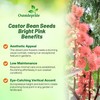 Outsidepride Bright Pink Castor Bean Seeds - 30 Pcs Annual