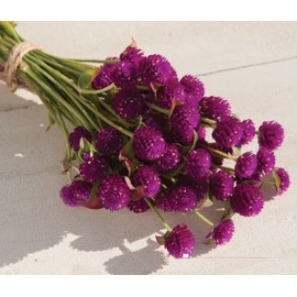 David's Garden Seeds Flower Gomphrena Purple-Red 50 Non-GMO, Heirloom Seeds