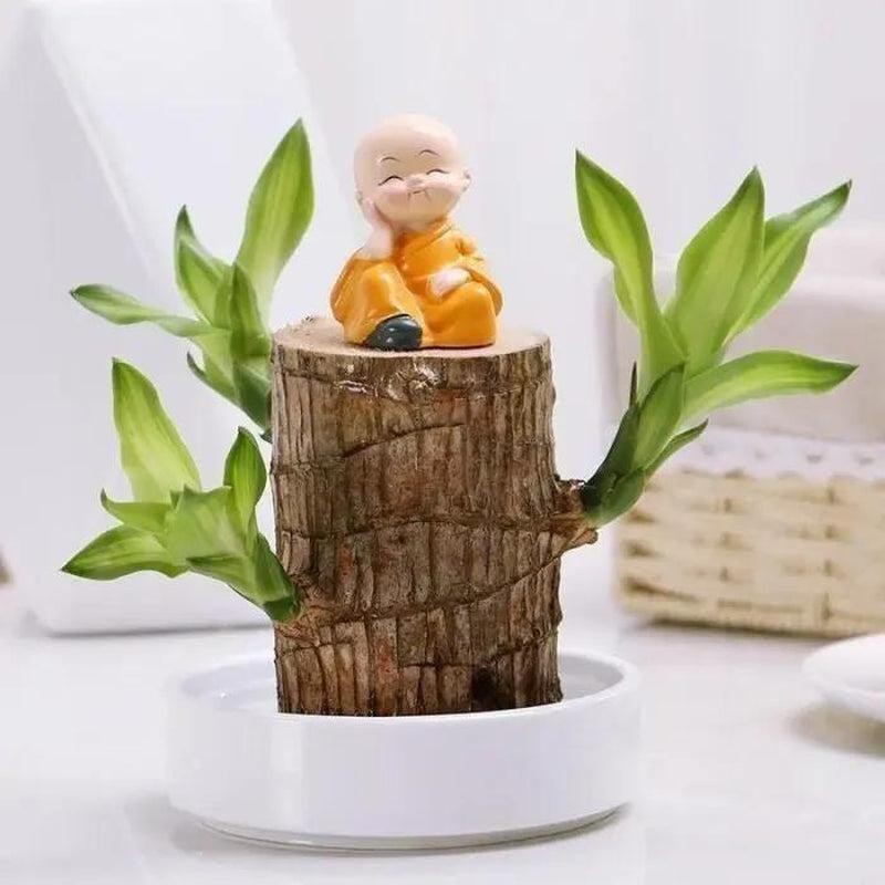 Lucky Brazil Wood Potted Plant - Color: Fortune Brazil Wood