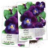 Seed Needs, King Henry Viola (Viola cornuta) Twin Pack of
