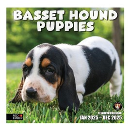RED EMBER Basset Hound Puppies 2025 Wall Calendar 12 Month | 12" x 24" Open | Thick & Sturdy Paper | Giftable | Calendar 2025