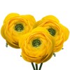 Utopia Seeds 12 Yellow French Peony Ranunculus Corms
