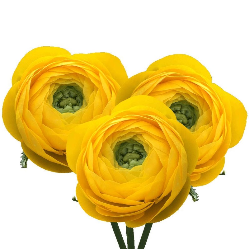 Utopia Seeds 12 Yellow French Peony Ranunculus Corms