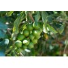Nuez De Macadamia Con Proteínas, Mxmmn-002, 1kg, Natural, N