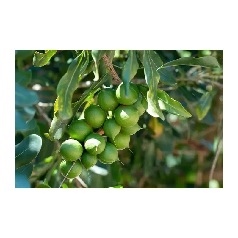 Nuez De Macadamia Con Proteínas, Mxmmn-002, 1kg, Natural, N