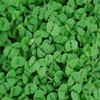 Genovese Basil Microgreens Seeds - 4 oz ~ 64,000 Seeds