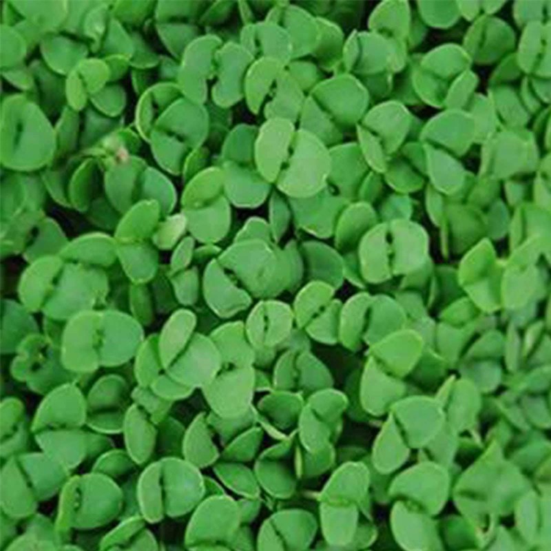 Genovese Basil Microgreens Seeds - 4 oz ~ 64,000 Seeds
