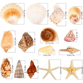 Sea Shells for Decorating 15PCS Large Seashells Starfish Conch for Beach Party,Vase Fillers,Color: 15PCS Large Seashells Starfish Conch, Size: 15PCS Large Seashells Starfish Conch