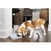 PetSafe 2 Meal Automatic Feeder, Built-in Timers, BPA Free Food