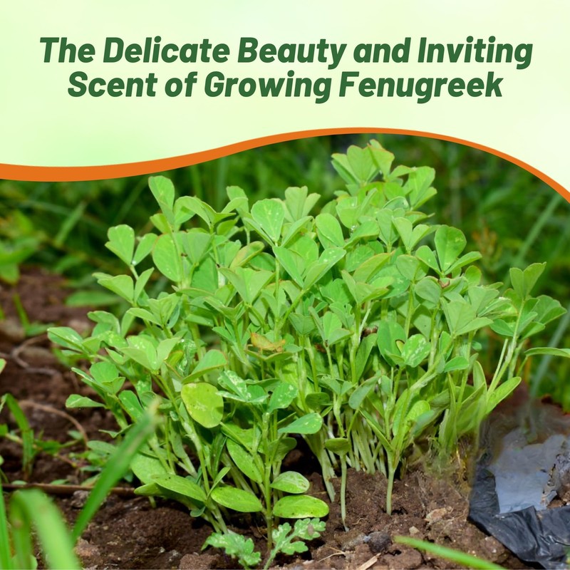 Outsidepride Fenugreek & Microgreens Seeds - 2000 Pcs. Annual, Versatile