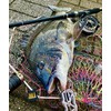 (TEAM TSURIO RAINBOW 8) Super Fishing Man Rainbow Single, Nylon,