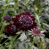 Outsidepride Scabiosa Purple - 200 Seeds