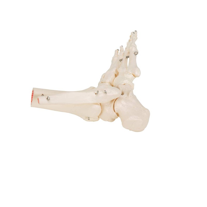 3B Scientific A31 Foot and Ankle Skeleton Model + free