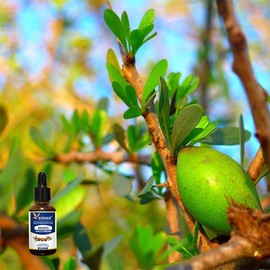 100% Pure Natural Cold Pressed Moroccan Argan Oil for Face and Hair. Organic carrier oil for face, body, hair and nail mosturiser and nourishment. VEGAN and KOSHER Certified (60 ml)