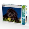 CALVENDO WEH-zet Bolonka Puppy House Puzzle 1000 Pieces Size 64