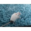 ECO BEDDING 99% Dust Free Paper Bedding for Small Pets