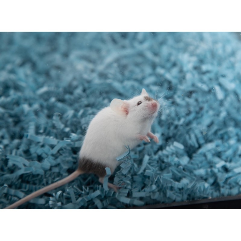 ECO BEDDING 99% Dust Free Paper Bedding for Small Pets