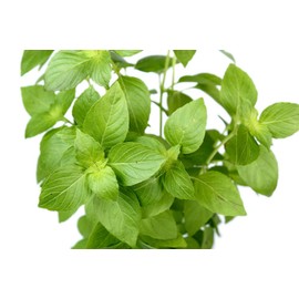 Lemon Sweet Basil Seeds for Planting, 250+ Heirloom Herb Seeds Per Packet, (Isla's Garden Seeds), Non GMO Seeds, Botanical Name: Ocimum basilicum citriodorum, Great Home Herb Garden Gift