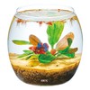 GEX AQUARIUM Glass Aqua Drop-N Aquarium, Small Aquarium, Aquatic Plant,