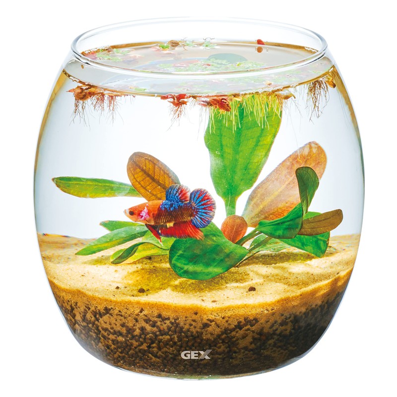 GEX AQUARIUM Glass Aqua Drop-N Aquarium, Small Aquarium, Aquatic Plant,