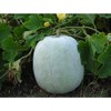 ash Gourd, White Wax Winter Melon, benincasa hispida 10+ Seeds