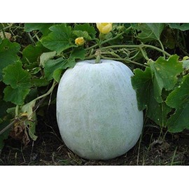 ash Gourd, White Wax Winter Melon, benincasa hispida 10+ Seeds
